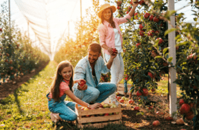 Family picking apples in orchard
