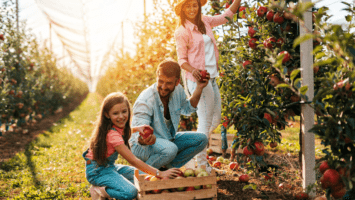 Family picking apples in orchard
