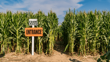 Entrance of corn maze