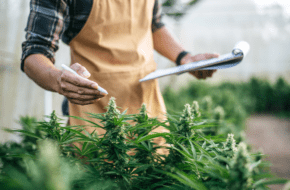 Man with clipboard and pen assessing growing marijuana plant