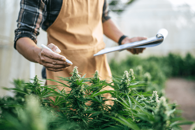 Man with clipboard and pen assessing growing marijuana plant