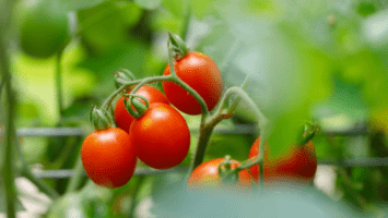 Grape tomatoes on vine