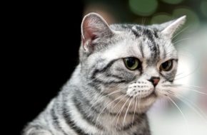 A closeup of a black-and-white cat