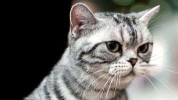 A closeup of a black-and-white cat