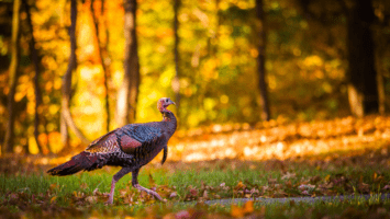 Wild turkey