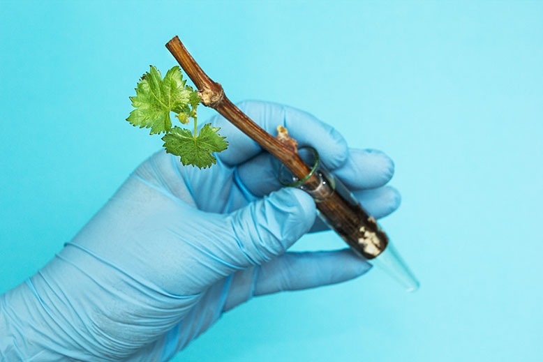 A blue-gloved hand holds a plant that sits in a glass test tube