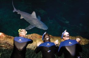 Three visitors gaze at a sandbar shark at Adventure Aquarium in Camden.