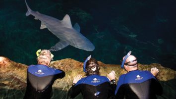 Three visitors gaze at a sandbar shark at Adventure Aquarium in Camden.