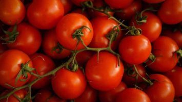 Array of tomatoes