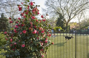 A camellia shrub adorns Van Vorst Park's new dog run