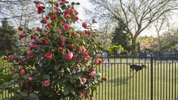 A camellia shrub adorns Van Vorst Park's new dog run