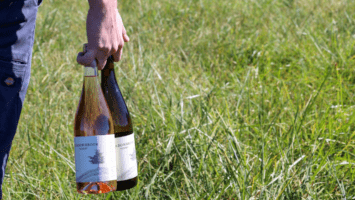 Person holding bottles of wine in field