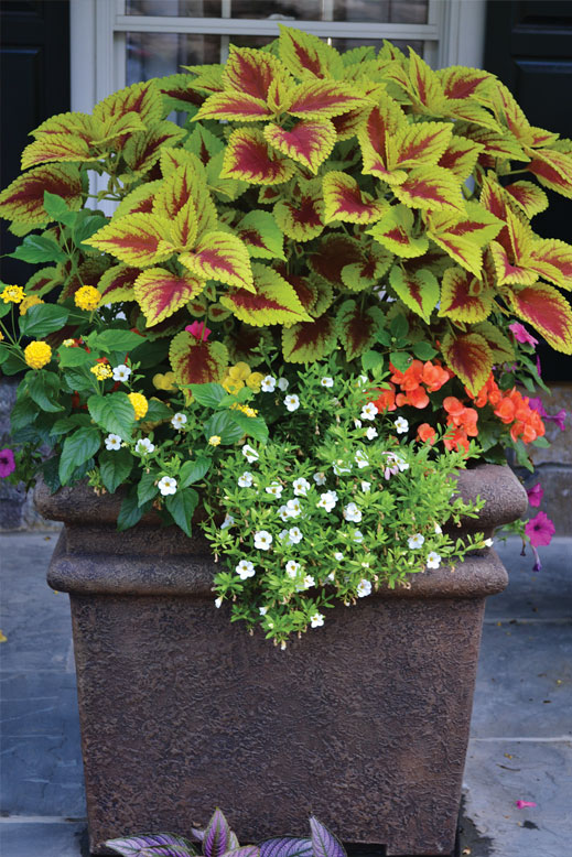 An enormous pot stuffed with variegated coleus.