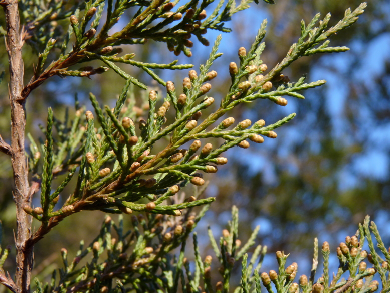 Eastern Red Cedar Resized