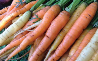 Freshly picked carrots from the Let it Grow CSA.