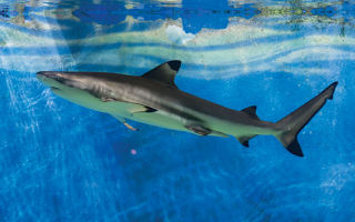 A black tip reef shark plies the waters of the 58,000-gallon shark tank.