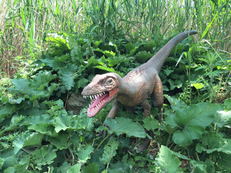 A velociraptor keeps a lookout for his next meal. Photo by Breanne McCarthy.
