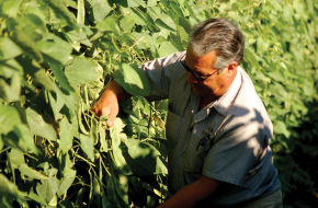 Carmen LaRosa inspects his delicate lima pods to see if they are ready for harvest.