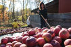 Volunteers unload truckloads of apples for pressing at Ralston Cider Mill.