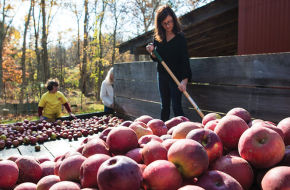 Volunteers unload truckloads of apples for pressing at Ralston Cider Mill.