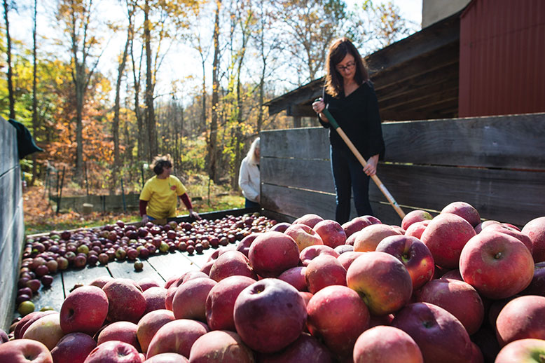 Volunteers unload truckloads of apples for pressing at Ralston Cider Mill.