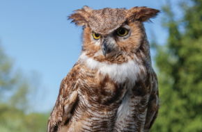 The Great Horned Owl is among the breeds of injured, sick or orphaned wild birds that find refuge at the Raptor Trust, a nonprofit rehabilitation center in Millington.