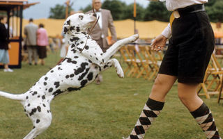 Juno, owned by Mrs. Charles Mapes, jumps to the command of her owner's 16-year-old daughter, Judy, after the dog's turn in the ring at the Morris-Essex Kennel Show in June 1955.