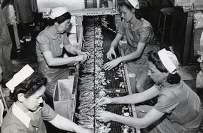 Employees process asparagus at Seabrook Farms during World War II. Many of the farm's workers at the time were Japanese-Americans who had been interned since the beginning of the war.