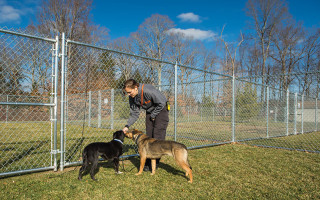 Lauren Zverina, a trainer at the ASPCA rehab center in Madison, works with Mabel, right, and her helper dog, Jazzy.
