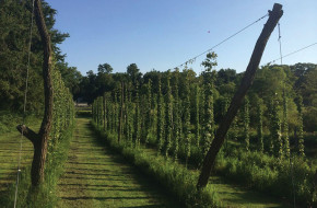 Hop rows at Oast House Hop Farm in Wrightstown. The hop plants use stiff hairs to climb their trellises.