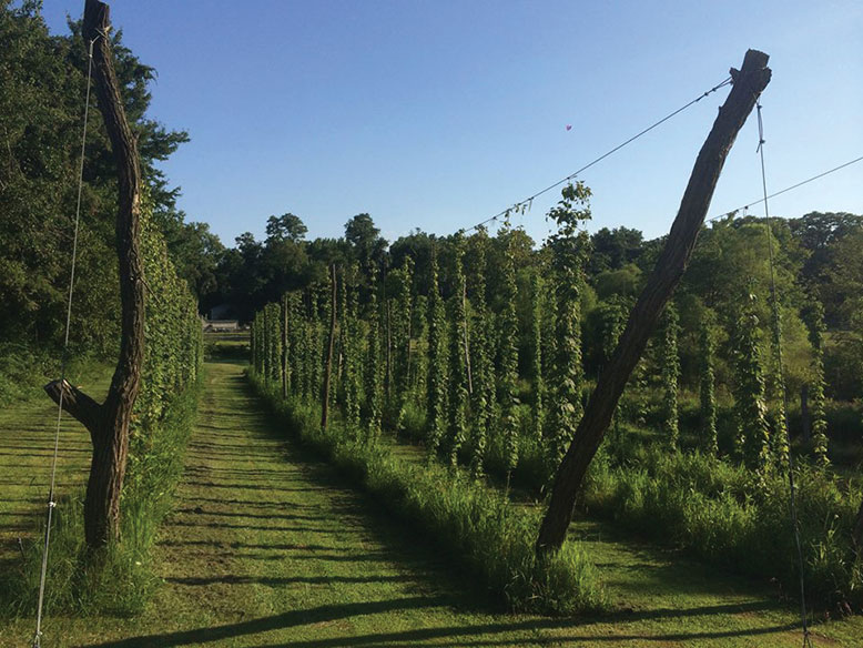 Hop rows at Oast House Hop Farm in Wrightstown. The hop plants use stiff hairs to climb their trellises.