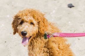 A dog hangs on the sand at Fisherman's Cove in Manasquan.