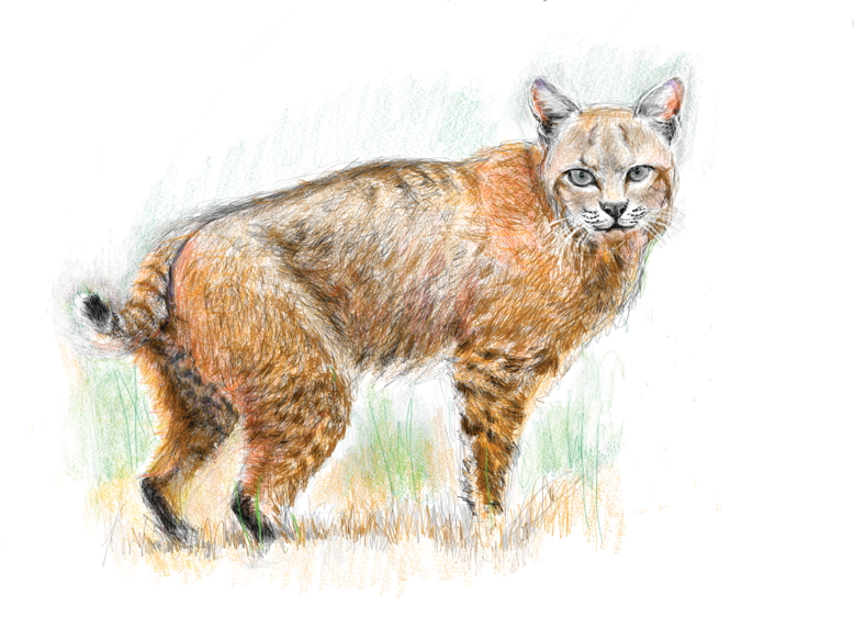 Saving Endangered Bobcats in New Jersey