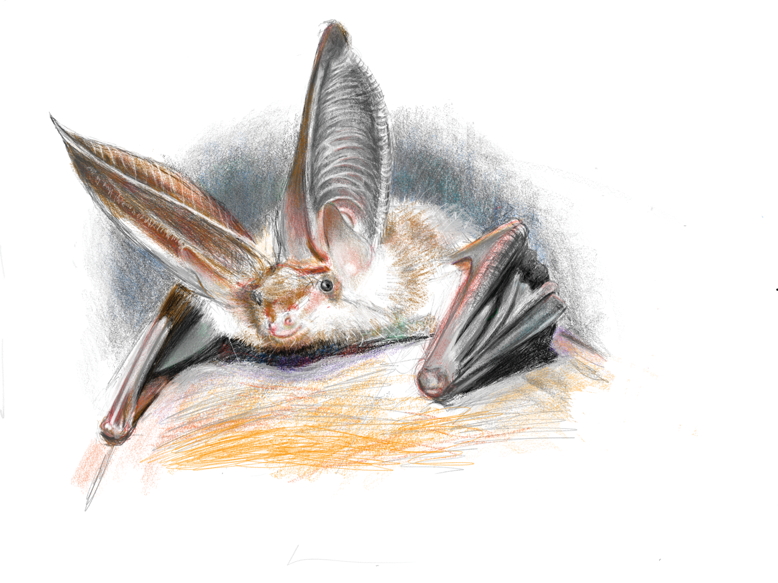 Northern Long-eared bat