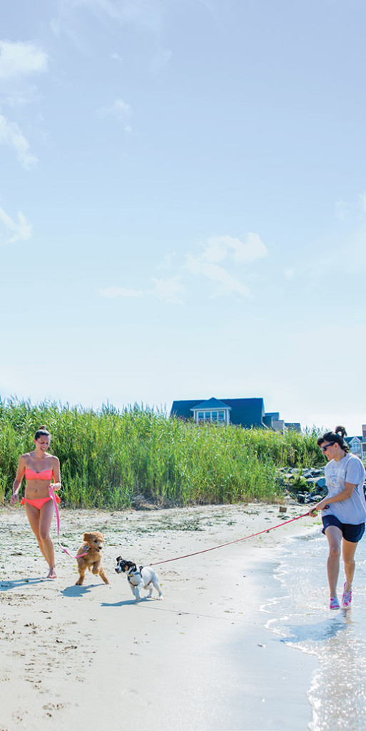 Jackie Antonucci, left, and Amanda Benhamou let their pups, Molly and Archer, romp at Fisherman's Cove in Manasquan.