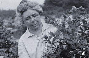 Elizabeth White checks the blueberry crop at Whitesbog, circa 1928. Her experimentation yielded blueberries that were firm enough to market, yet tasteful.