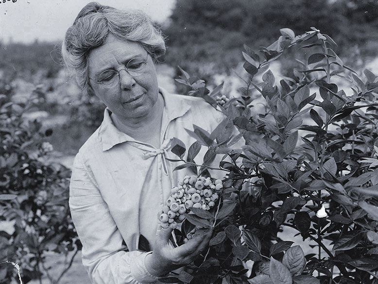 Elizabeth White checks the blueberry crop at Whitesbog, circa 1928. Her experimentation yielded blueberries that were firm enough to market, yet tasteful.