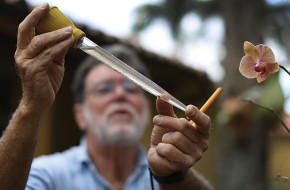 A scientist in Miami tests mosquito larvae for the Zika virus.