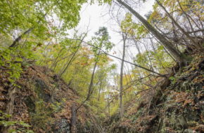 Artist Matthew Jensen explored the forest at Watching Reservation.