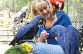 In her custom-built outdoor aviary, Bonnie Mano feeds some of her parrot flock. Clockwise, from top: Rico, Bentley, Frootloops, Dino and Rocky.
