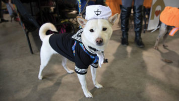 Ghost, a Shiba Inu, showed off his sailor threads at Dog Walk of the Dead. “He got to socialize all day with lots of people and pups,” said Dana Santapaola.