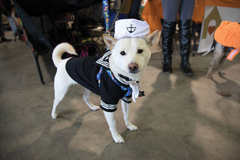 Ghost, a Shiba Inu, showed off his sailor threads at Dog Walk of the Dead. “He got to socialize all day with lots of people and pups,” said Dana Santapaola. 