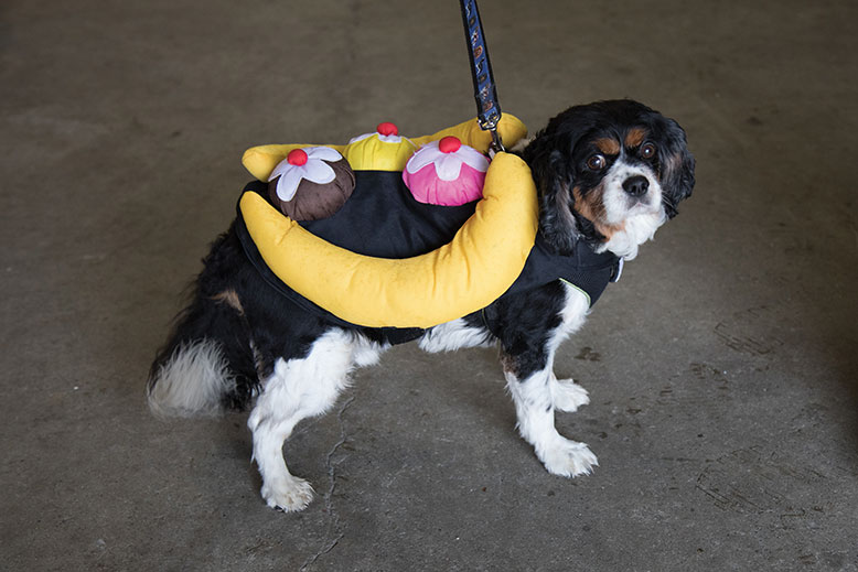 Snickers, a Cavalier King Charles spaniel, looked sweet in a banana-split getup. He was rescued from They Deserve Better shelter in Pennsylvania. 