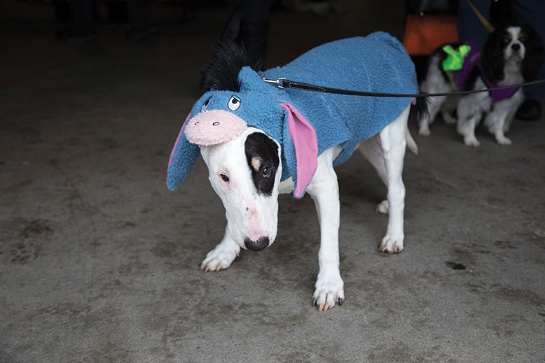 Teddy, a bull terrier, gets into character in his Eeyore ensemble. “I think he’d like to be something cooler,” admitted his owner Carin Hartman of Morris Plains.