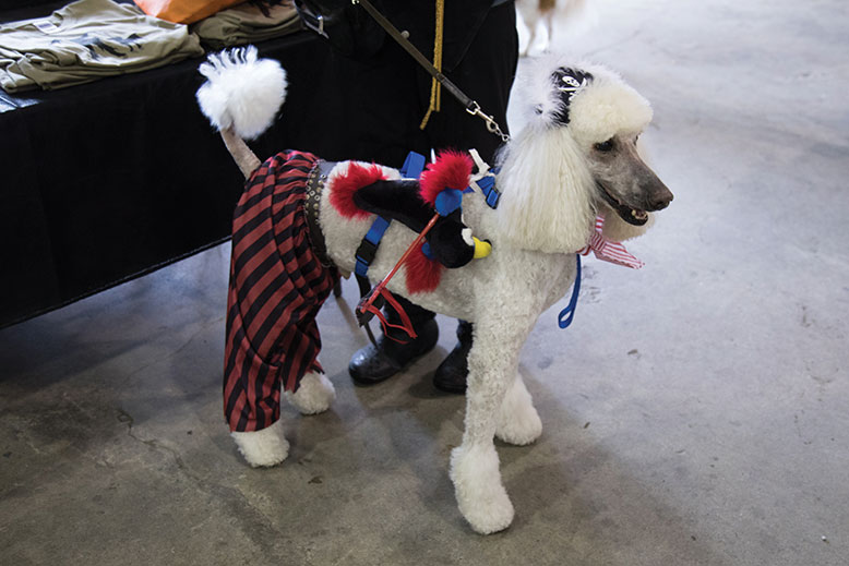 Ahoy, me hearties! Jumping Jack Flash, a 12-year-old standard poodle, is sea ready in his pirate garb. “He gets into it,” said Jack’s owner, Jan Stawski. 