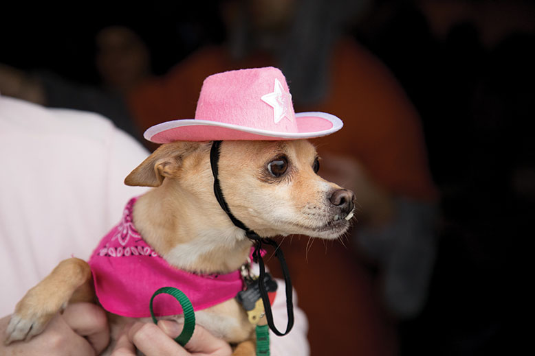 Yeehaw! This cowgirl is Nikki, a 10-year-old Chihuahua. “She’s like the sheriff in town at home,” said Yvonne Hubbard of Lake Hopatcong.