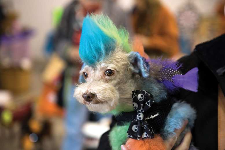 Don’t mess with Motley the mini poodle. “He has a Mohawk all year and we just do different colors,” said Toni Panick, a dog groomer and creative stylist.