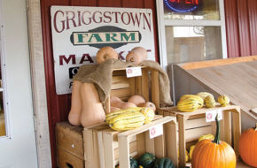 Cruise on past classic vistas of rural New Jersey.