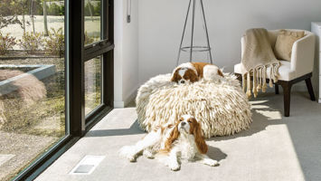 Obie and Indy, the couple’s King Charles Spaniels, find a sunny corner in the master bedroom.