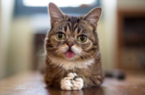 Meet Lil' Bub, a feline who founded a national fund for special needs pets, at the Catsbury Park Cat Convention.